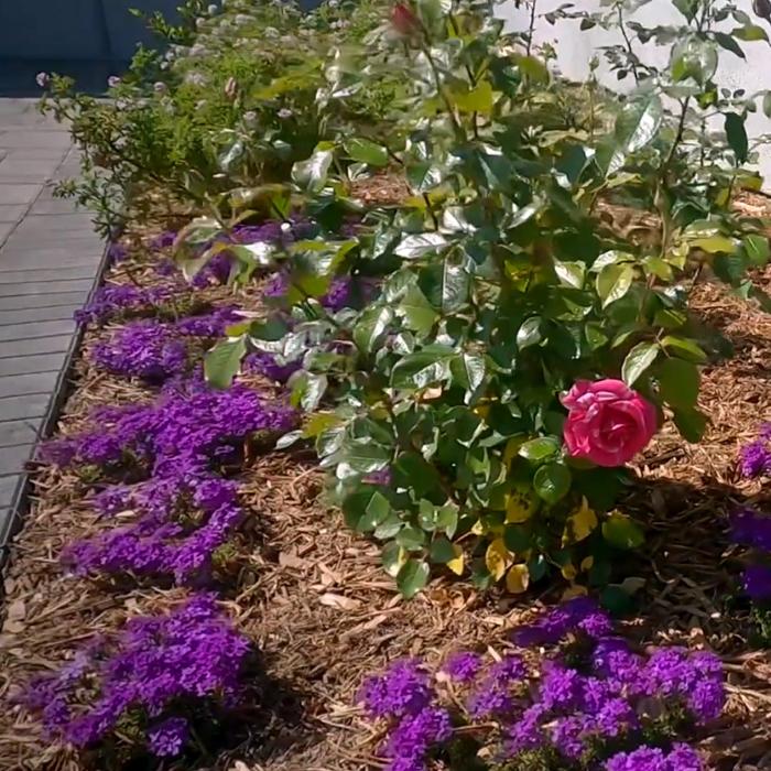 Alma Gardening Company Inc. - Pacoima, CA