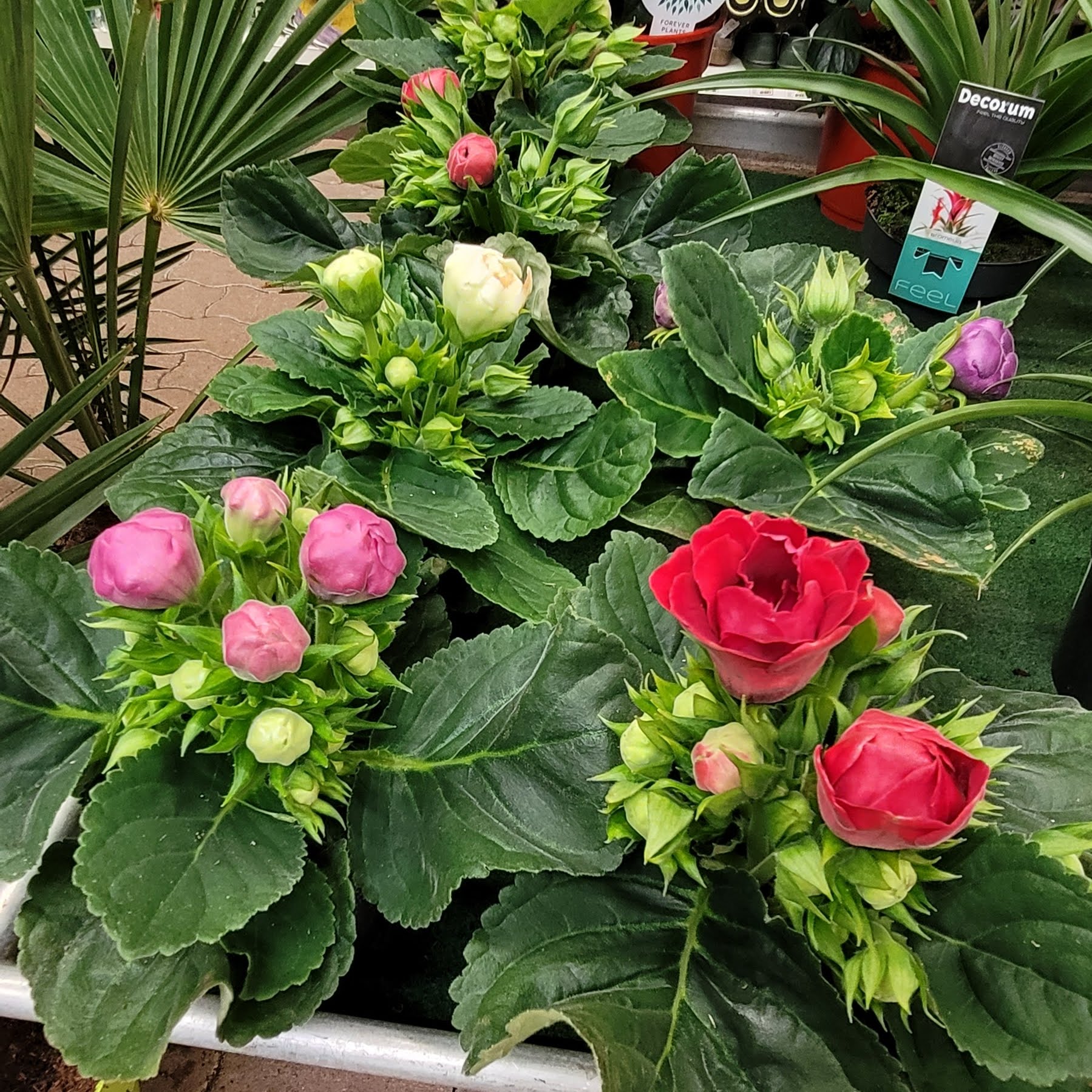 galerie image galerie image