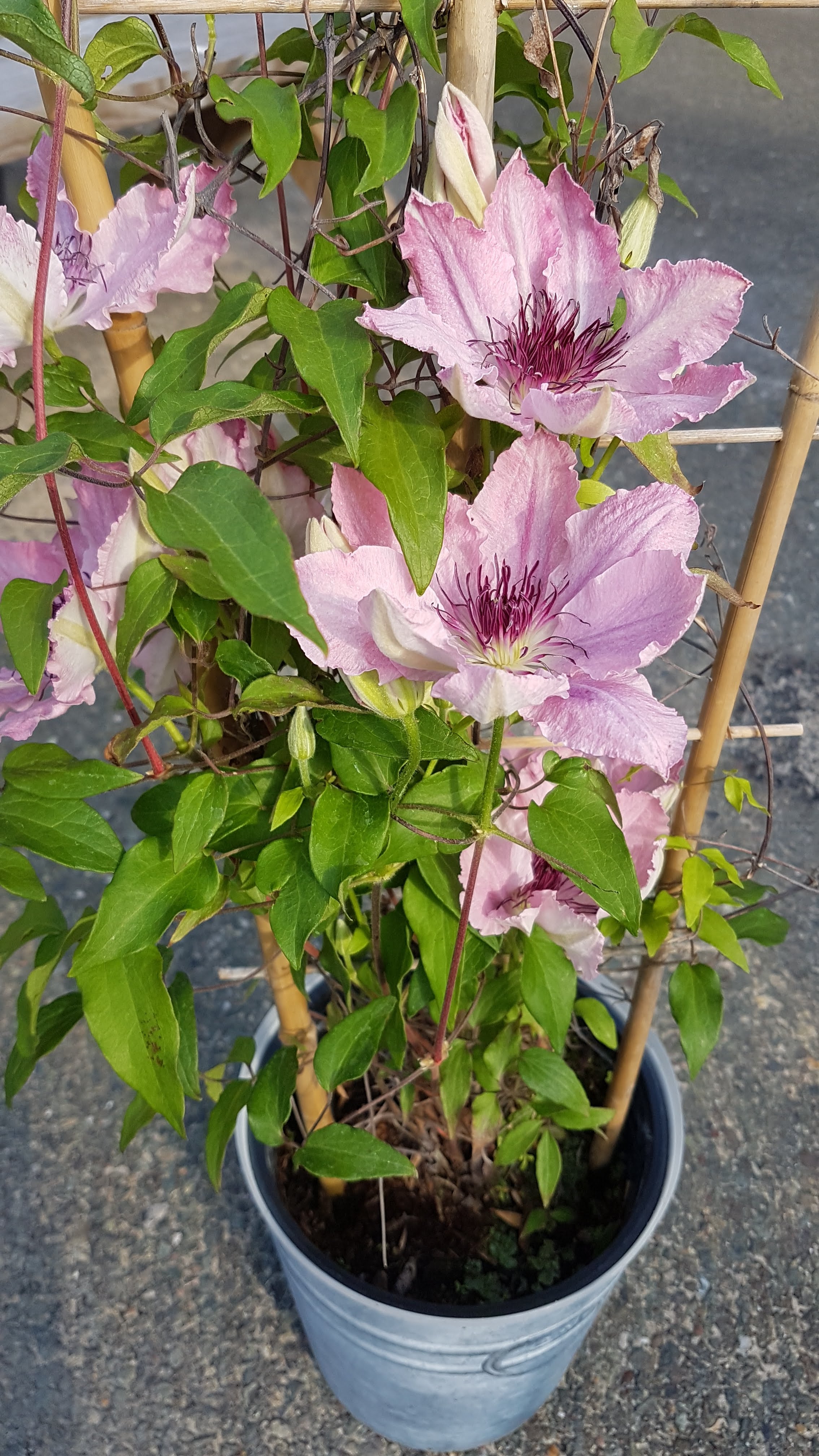 galerie image galerie image