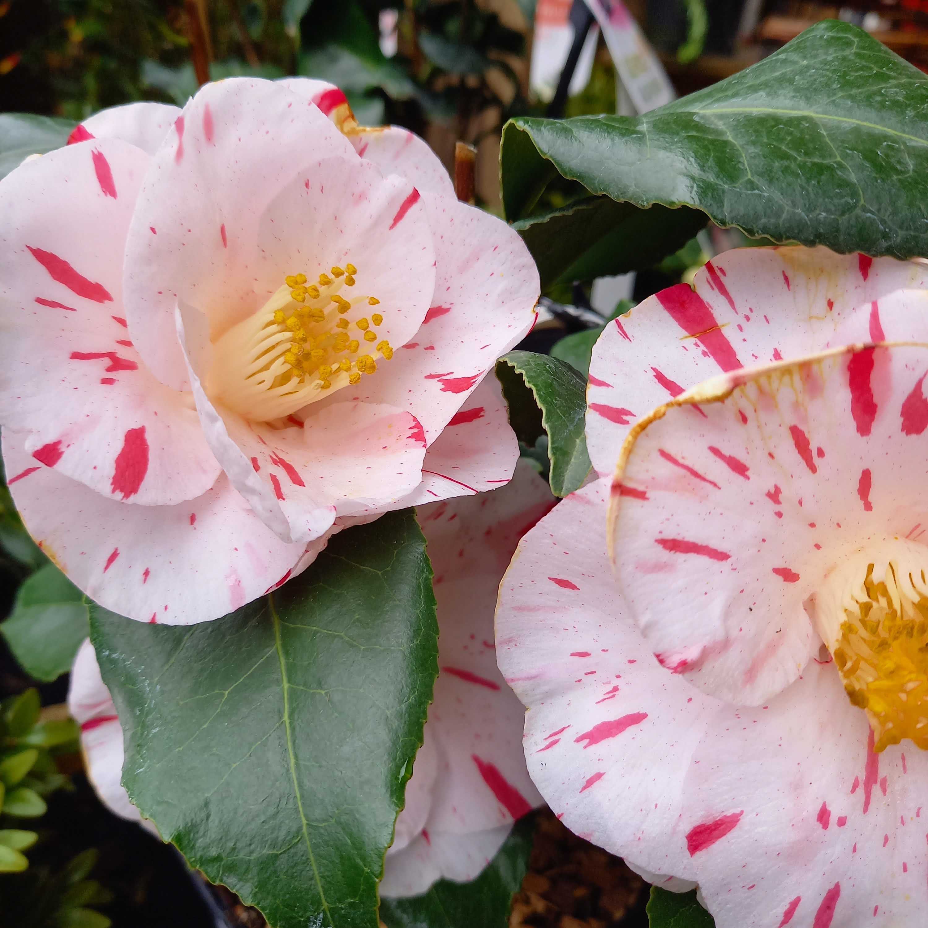 galerie image galerie image