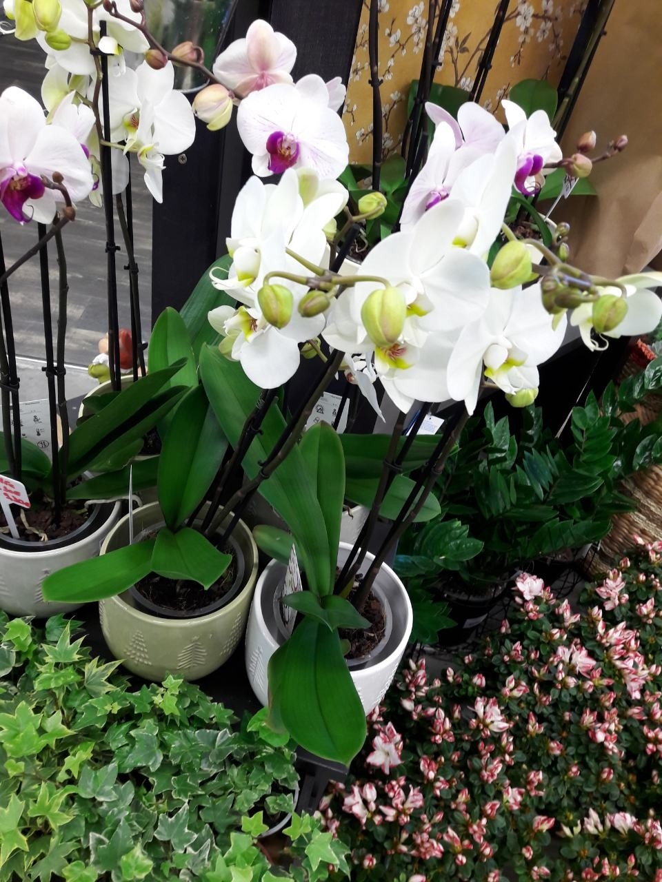 galerie image galerie image