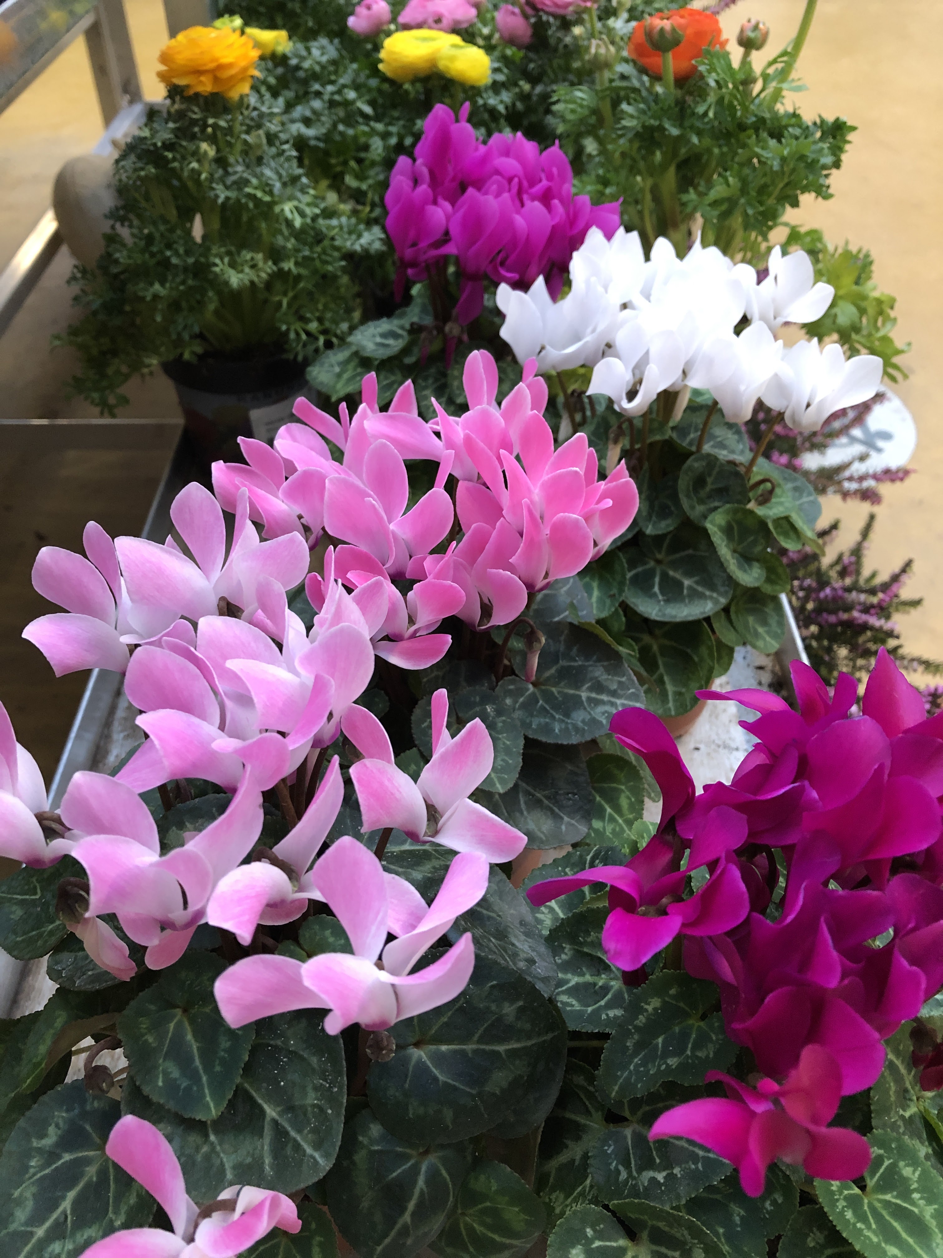 galerie image galerie image