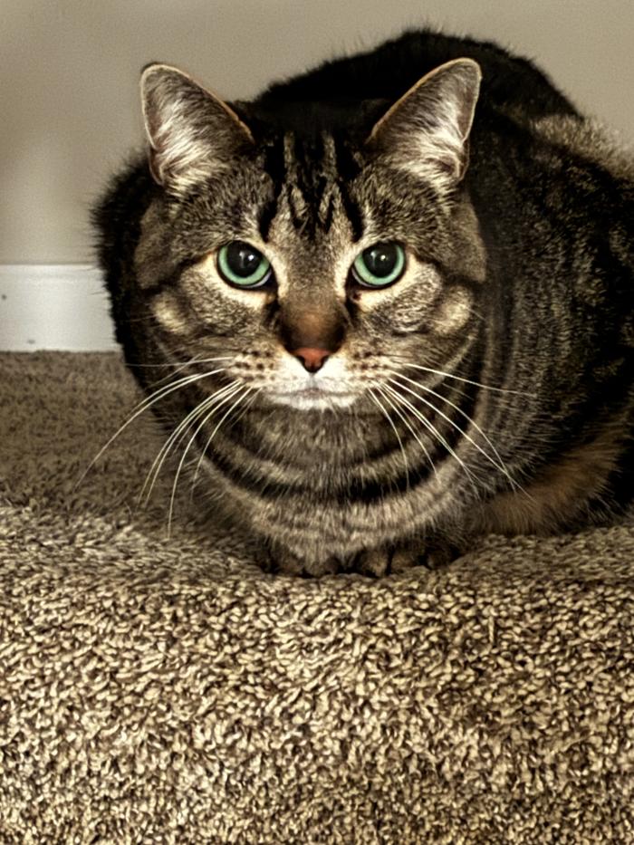 J&M Critter Care - Weldon, IL