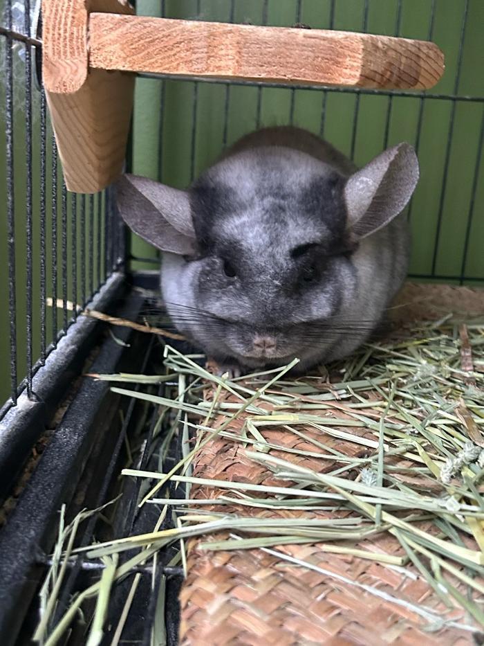 J&M Critter Care - Weldon, IL