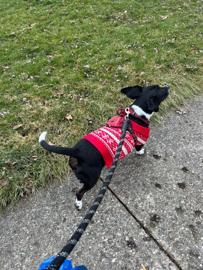 J&M Critter Care - Weldon, IL