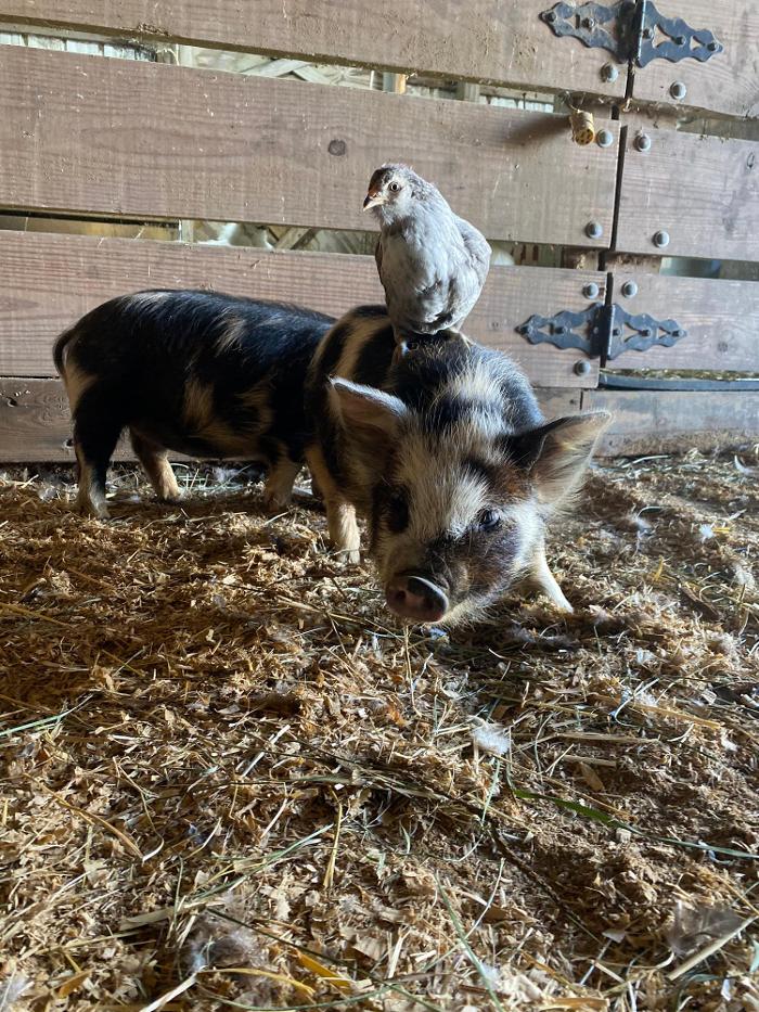 J&M Critter Care - Weldon, IL