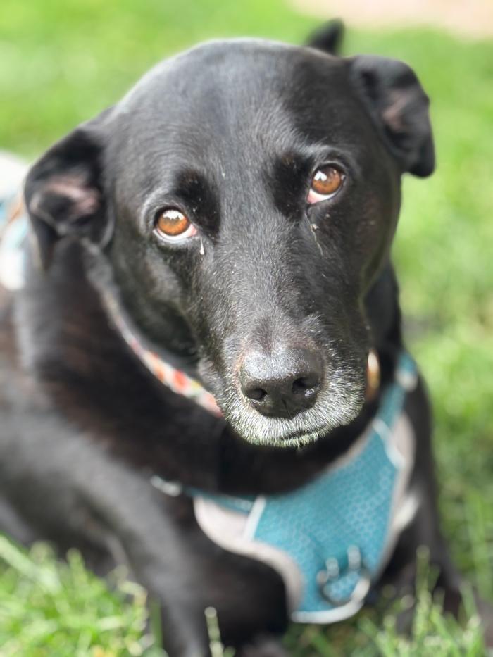 J&M Critter Care - Weldon, IL