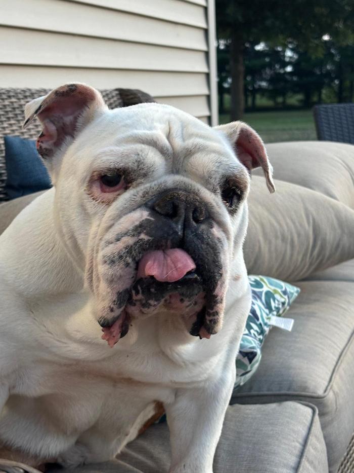 J&M Critter Care - Weldon, IL