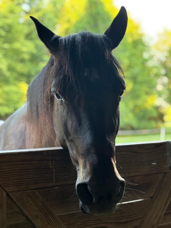 J&M Critter Care - Weldon, IL