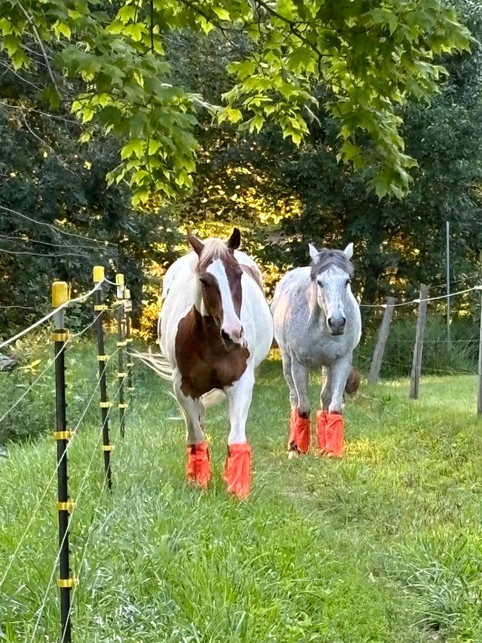 J&M Critter Care - Weldon, IL