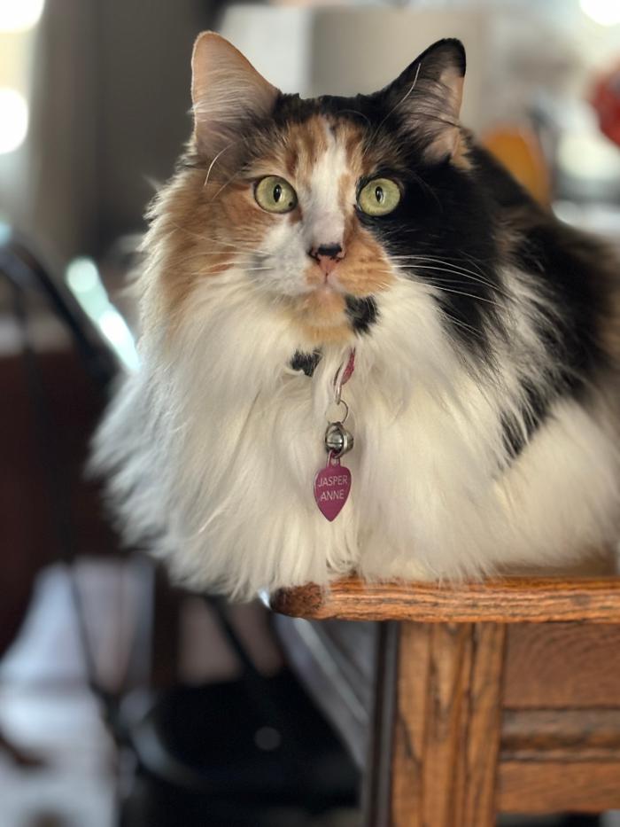 J&M Critter Care - Weldon, IL