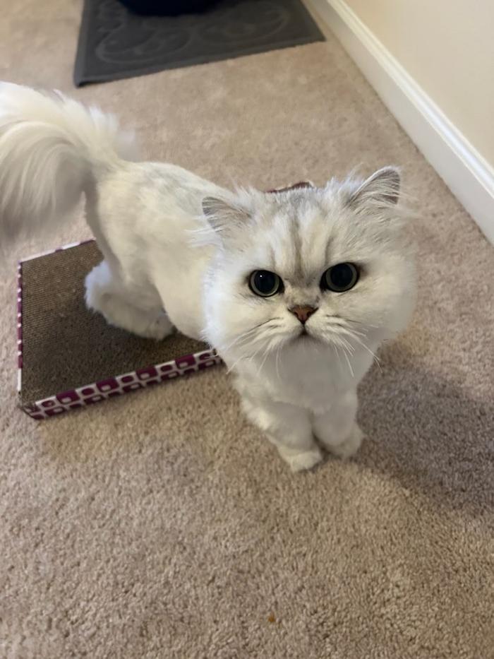 J&M Critter Care - Weldon, IL