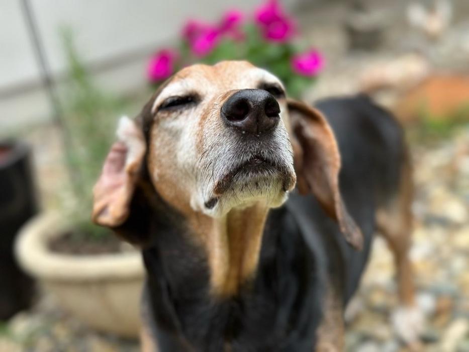 J&M Critter Care - Weldon, IL