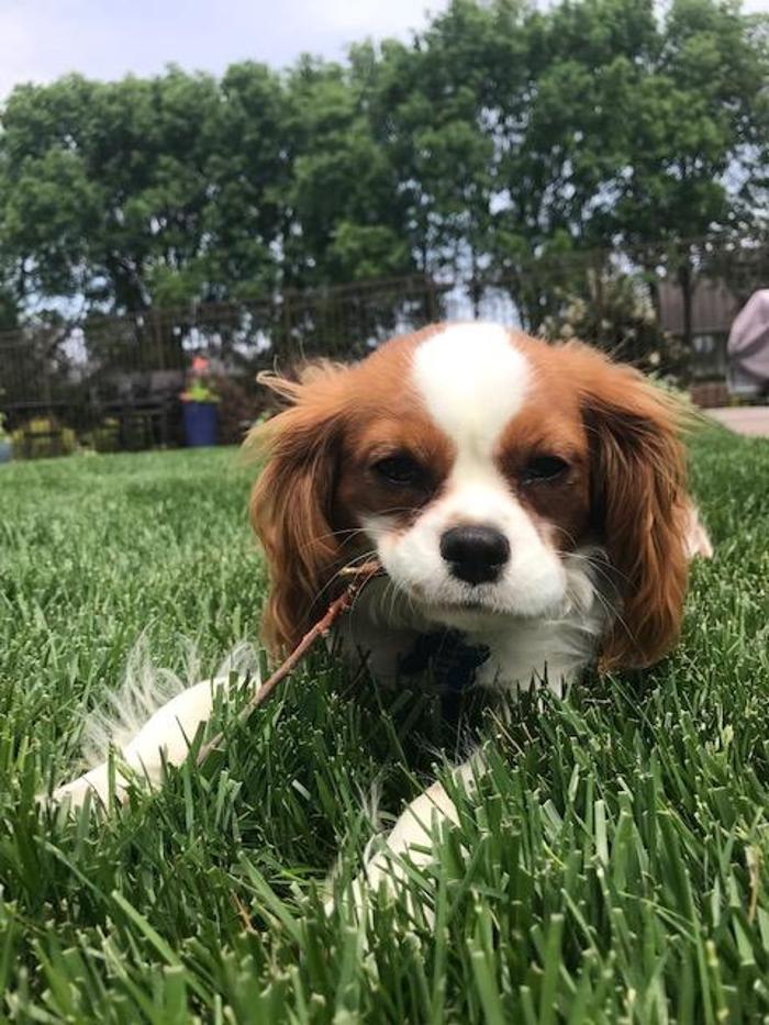 J&M Critter Care - Weldon, IL