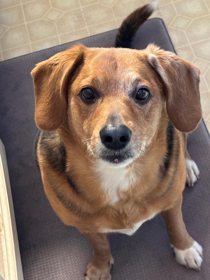 J&M Critter Care - Weldon, IL