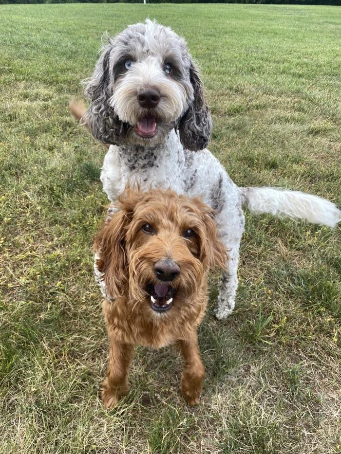 J&M Critter Care - Weldon, IL