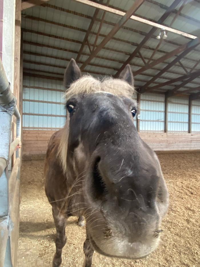 J&M Critter Care - Weldon, IL