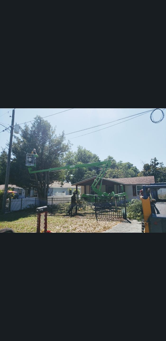 Park Trim & Haul Tree Service Image