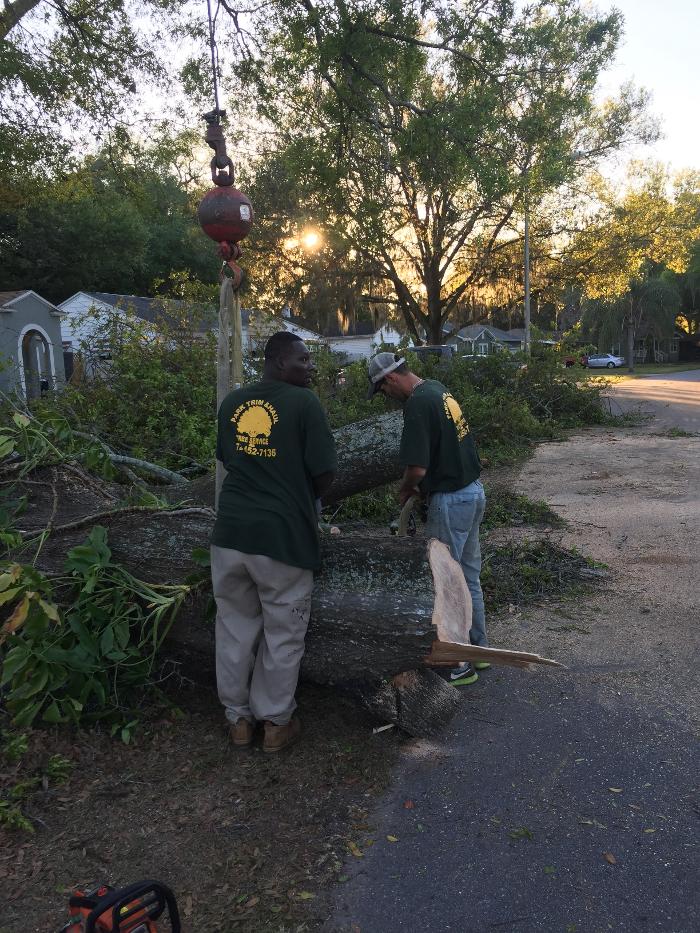 Park Trim &amp; Haul Tree Service Logo