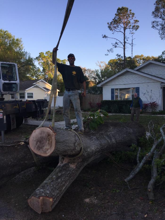 Park Trim & Haul Tree Service Image