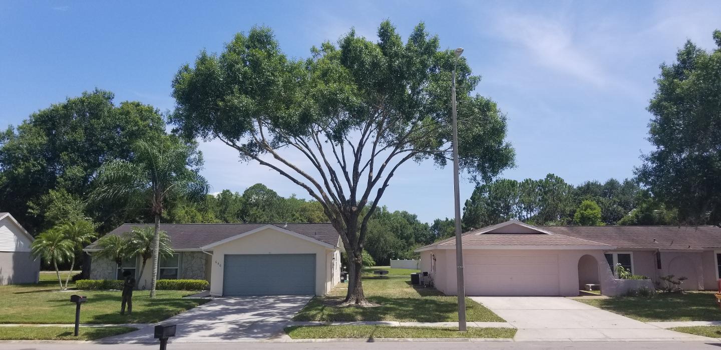 Park Trim & Haul Tree Service Image