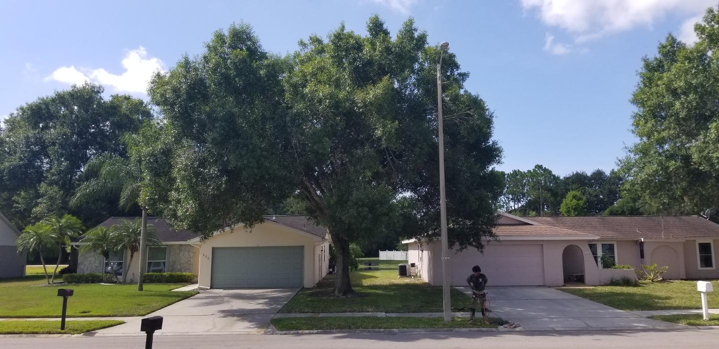 Park Trim & Haul Tree Service Image