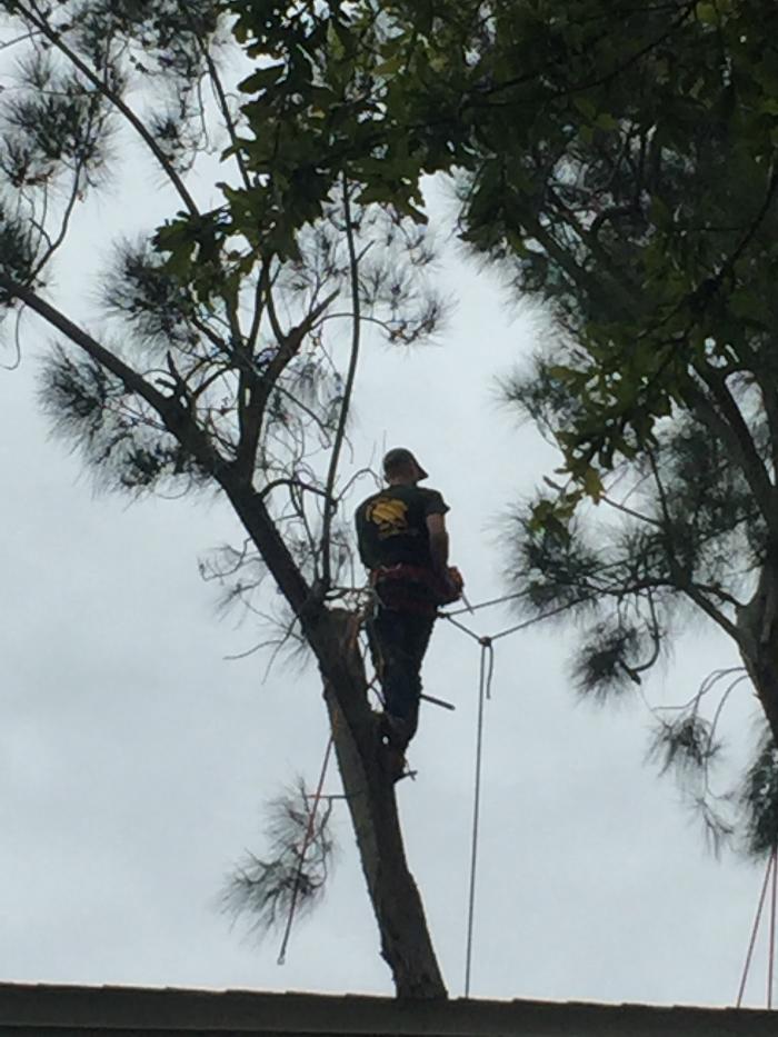 Park Trim & Haul Tree Service Image