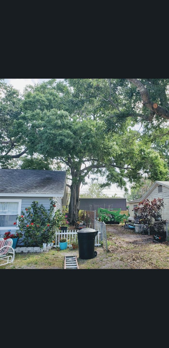 Park Trim & Haul Tree Service Image