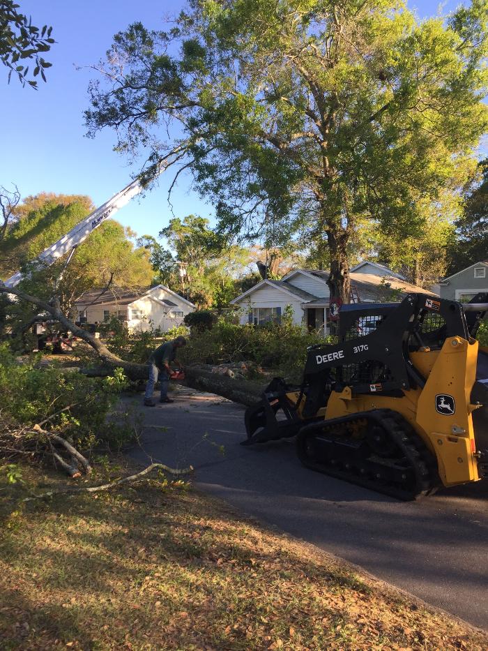 Park Trim & Haul Tree Service Image