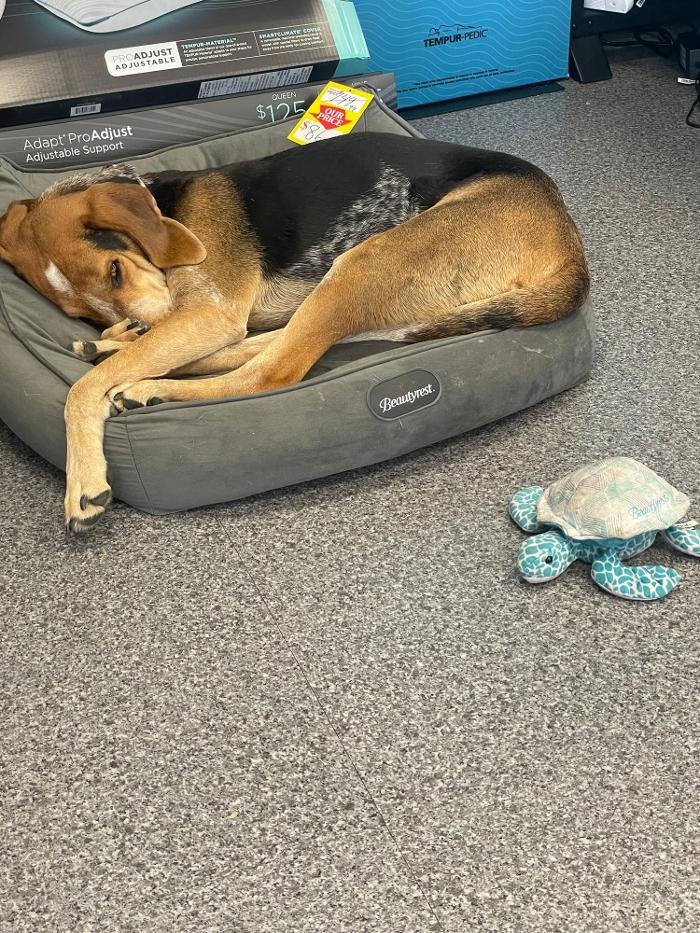 Mattress Dogzzz - Washington, MO