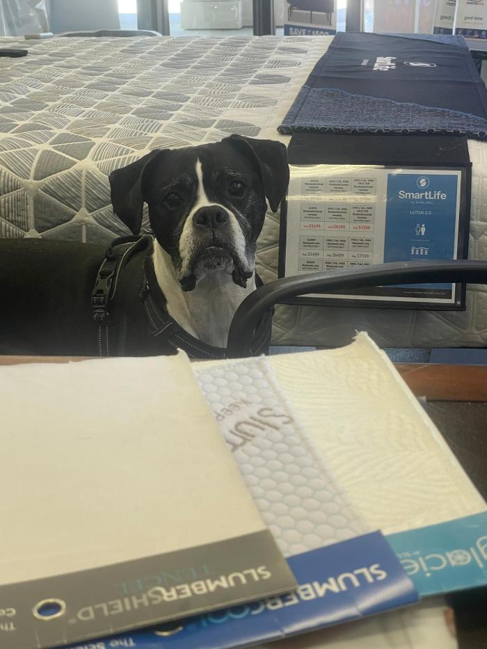 Mattress Dogzzz - Washington, MO