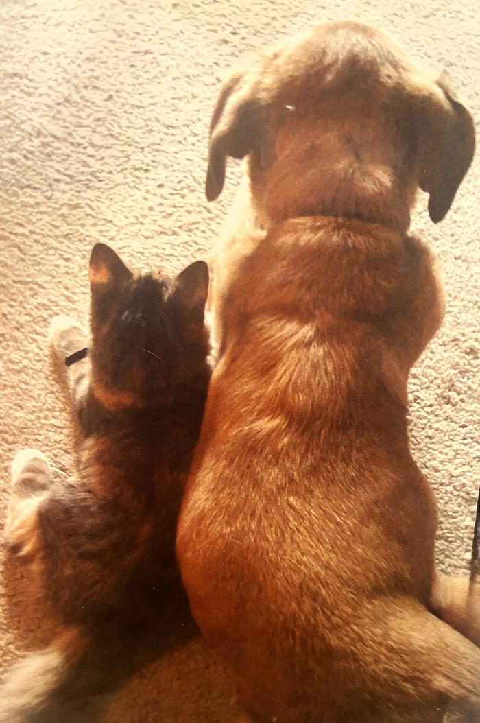 Forever Loved Veterinary Services Image