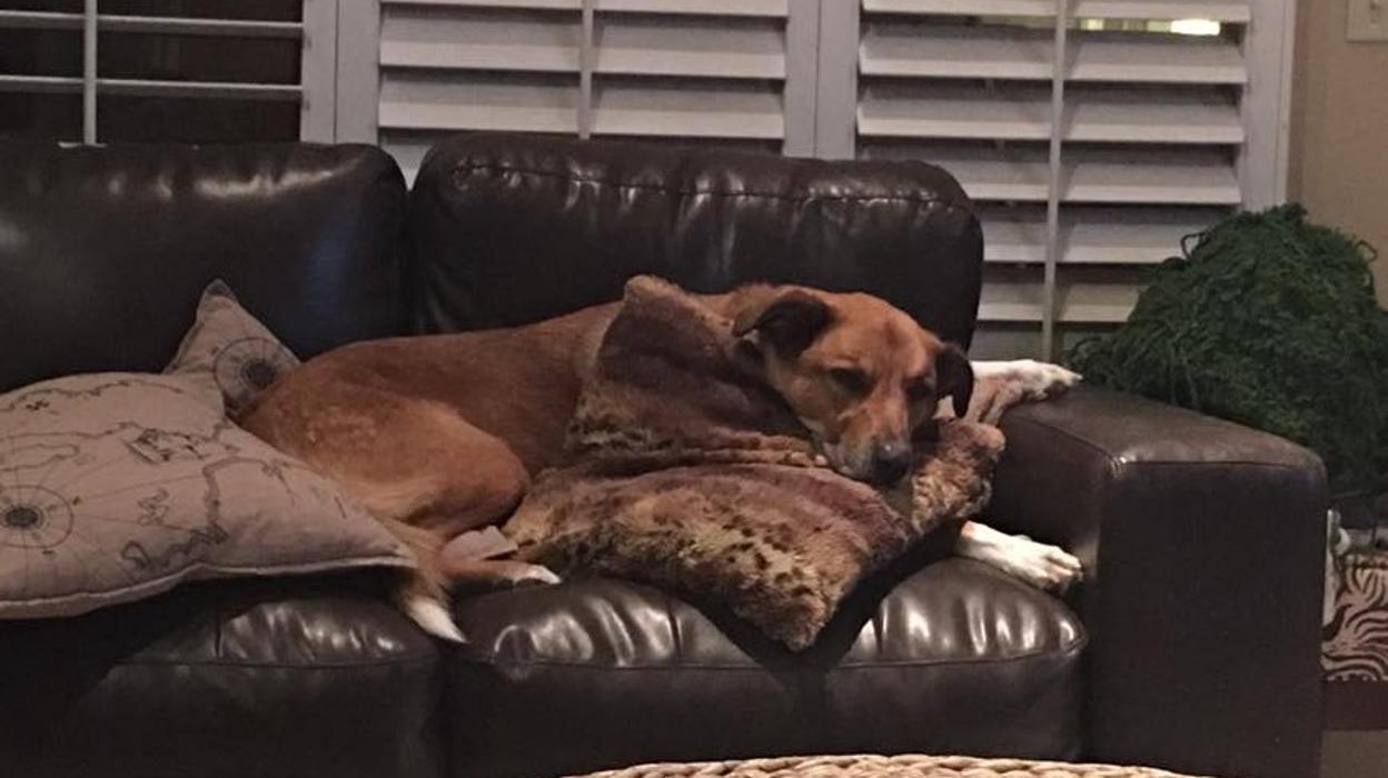 Forever Loved Veterinary Services Image