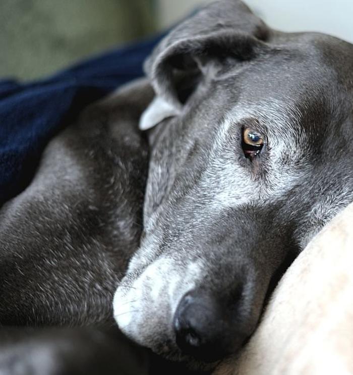 Forever Loved Veterinary Services Image