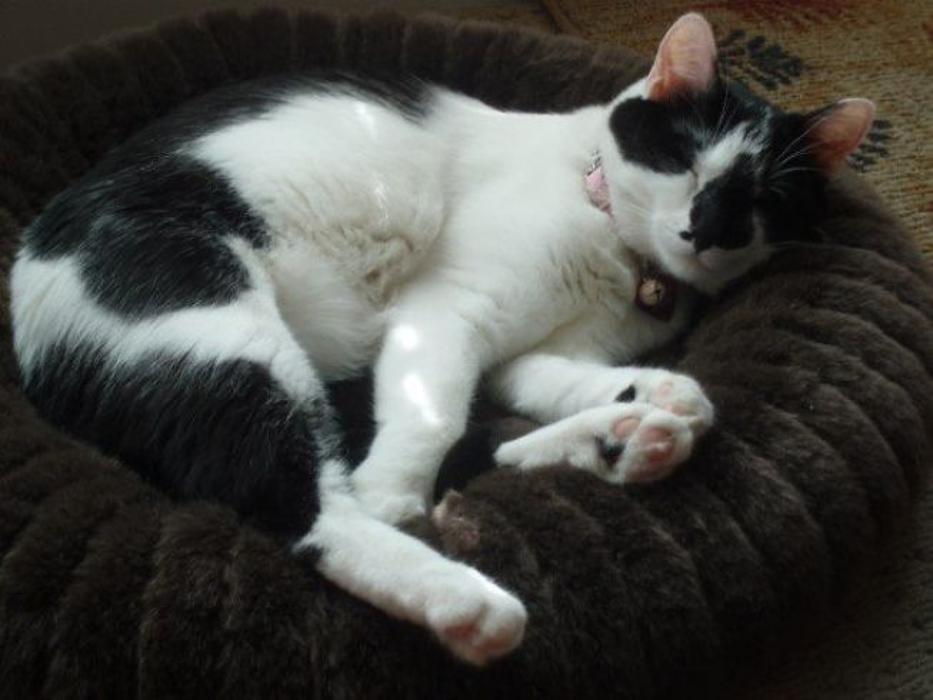 Forever Loved Veterinary Services Image