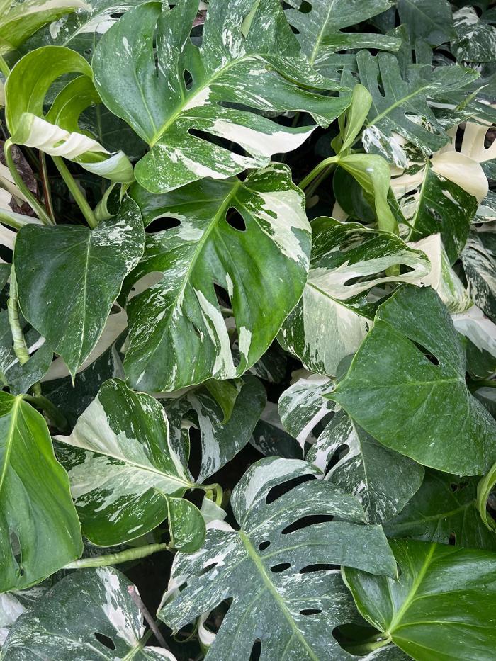 fordplants, Am Egart in Bad Aibling