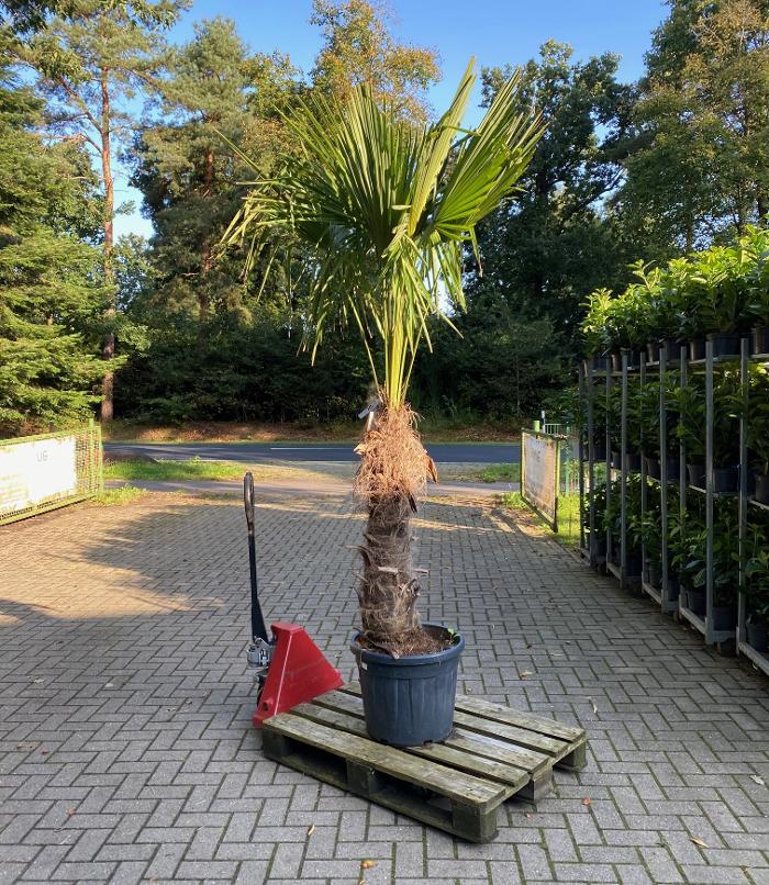 Bernhard Brand in Lingen (Ems)