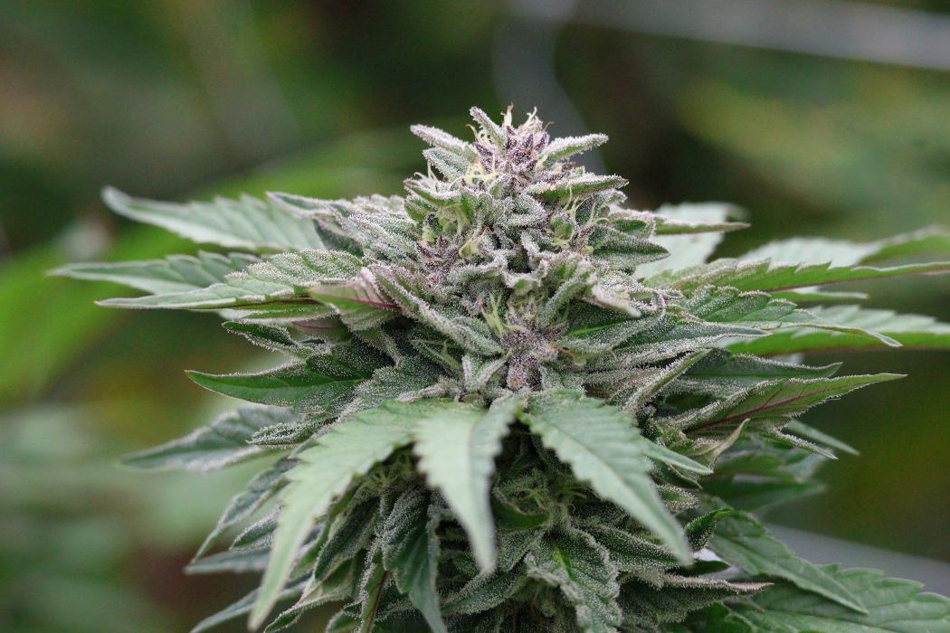 EOS Farms - Pittsfield, MA