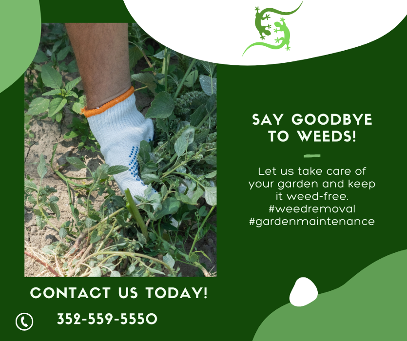 Lizard Landscaping & Sprinklers - Beverly Hills, FL