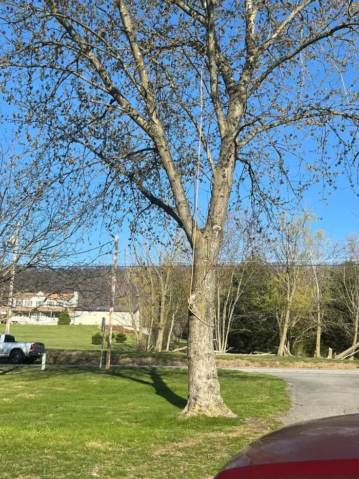 Scotts Tree Service - Winchester, VA