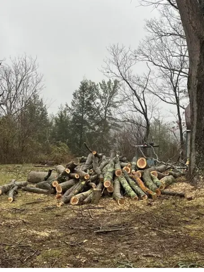 Scotts Tree Service - Winchester, VA