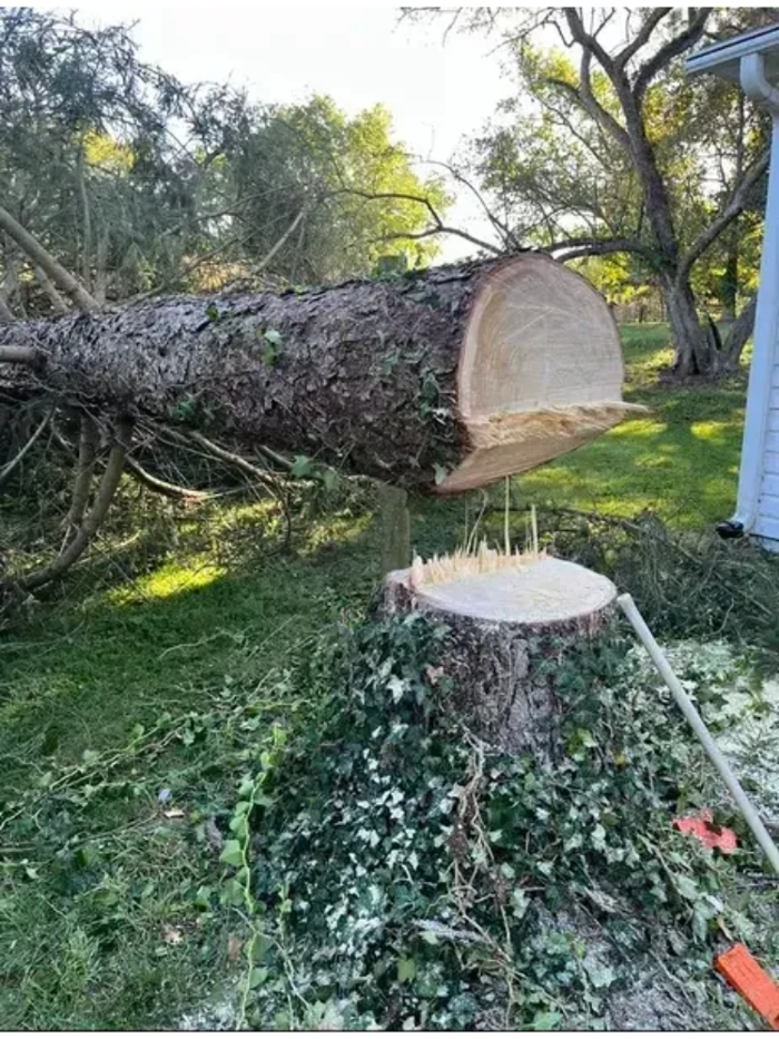 Scotts Tree Service - Winchester, VA