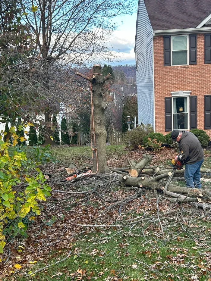 Scotts Tree Service - Winchester, VA
