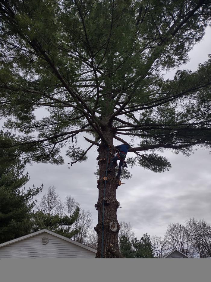 Limb -A-Way Tree Care - Richmond, IN