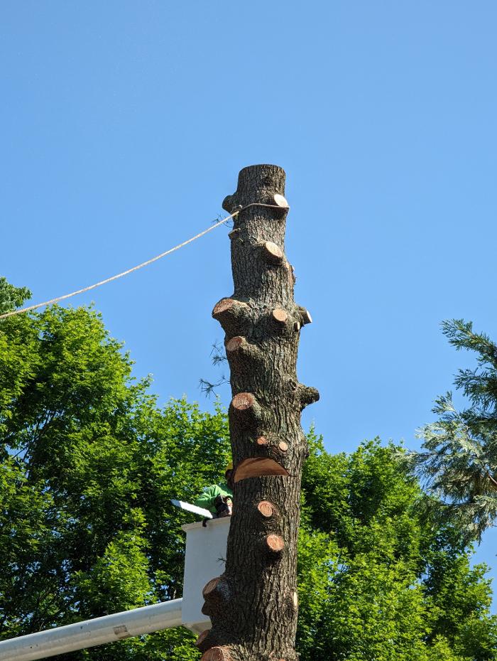 Limb -A-Way Tree Care - Richmond, IN