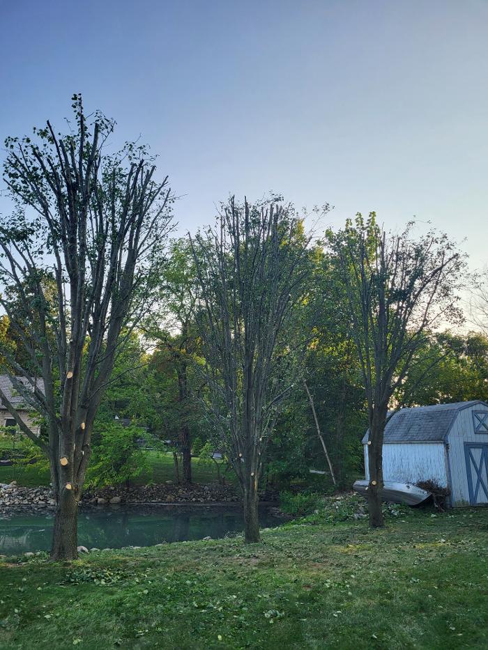 Limb -A-Way Tree Care - Richmond, IN