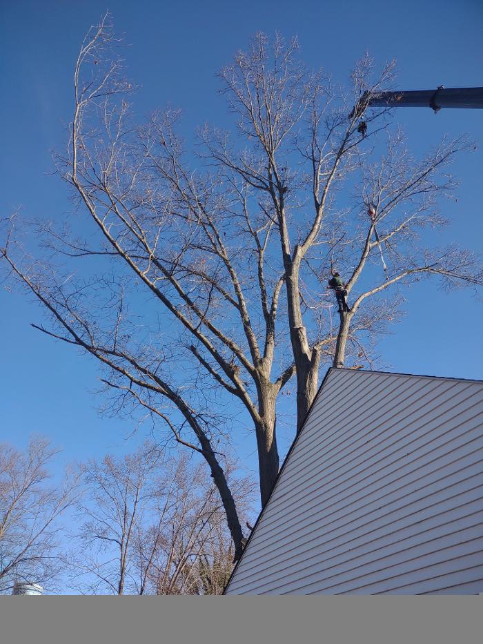 Limb -A-Way Tree Care - Richmond, IN