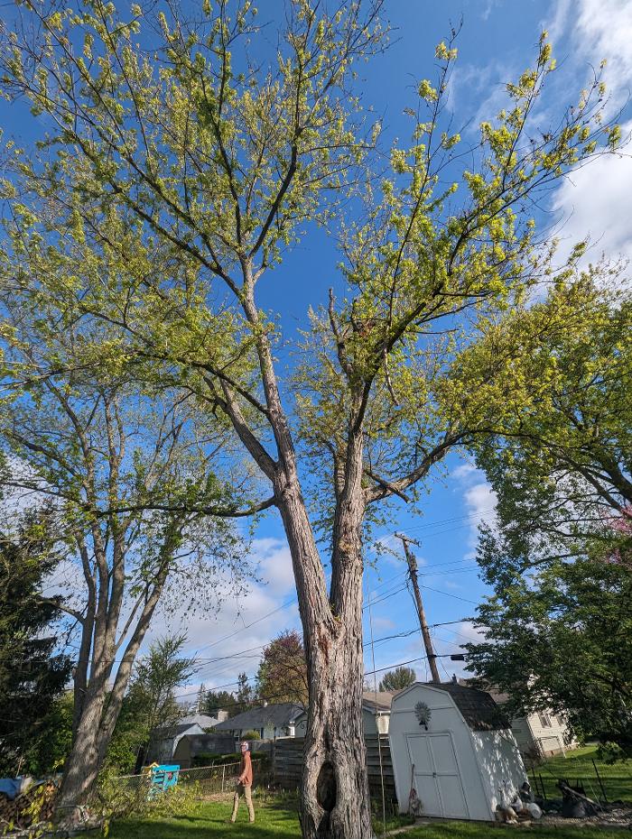 Limb -A-Way Tree Care - Richmond, IN