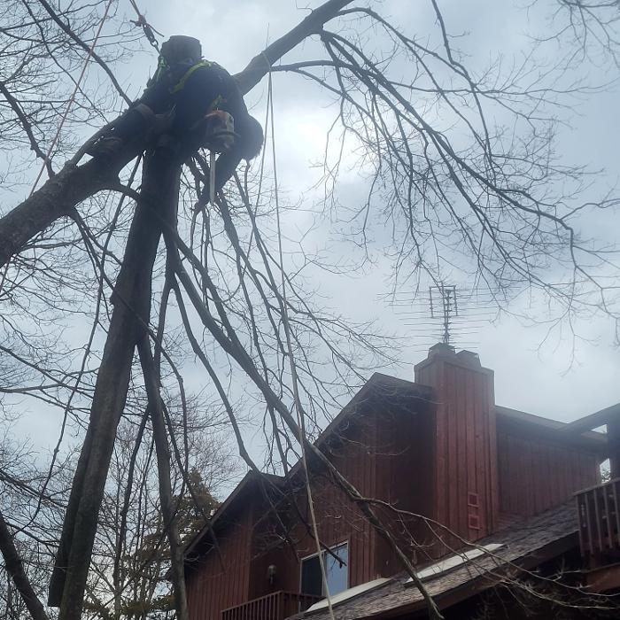 Limb -A-Way Tree Care - Richmond, IN