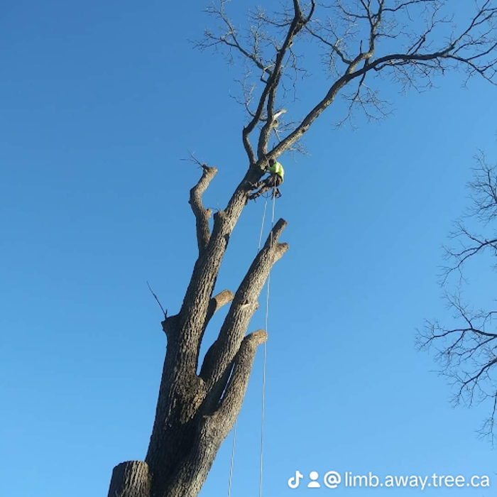 Limb -A-Way Tree Care - Richmond, IN
